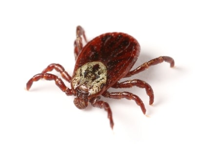 lyme-disease-health-insurance lyme-disease-health-insurance