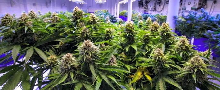 marijuana growing at farm marijuana growing at farm