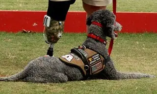 therapy dogs therapy dogs