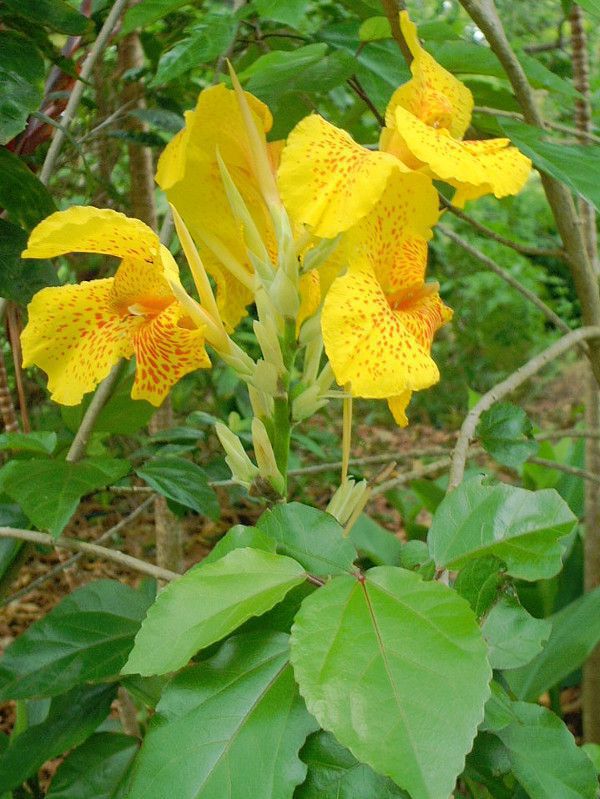 カンナ(Canna)