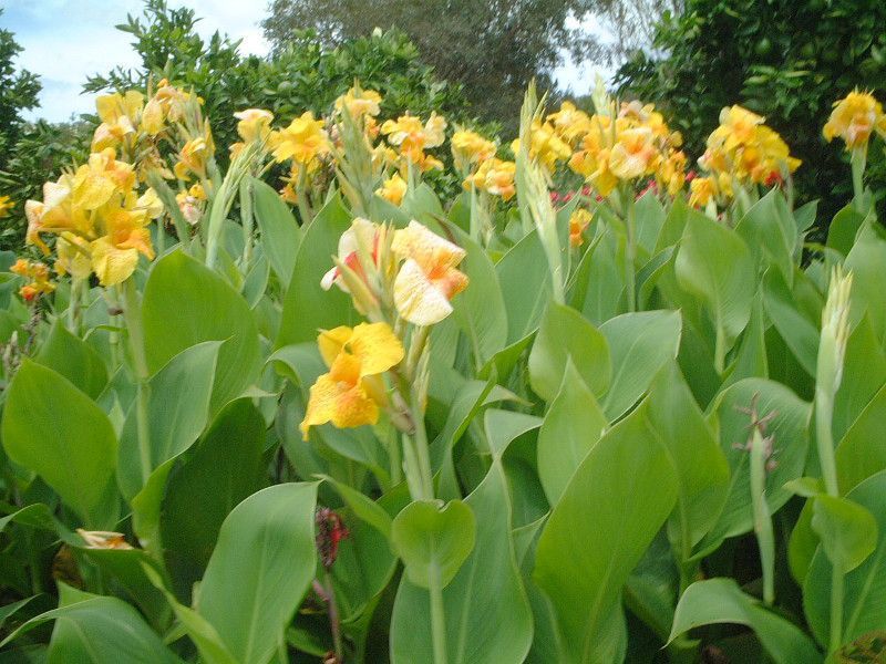 カンナ(Canna)