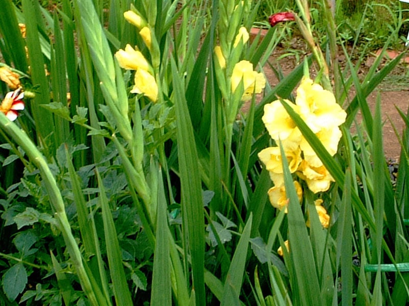 グラジオラス(Gladiolus)