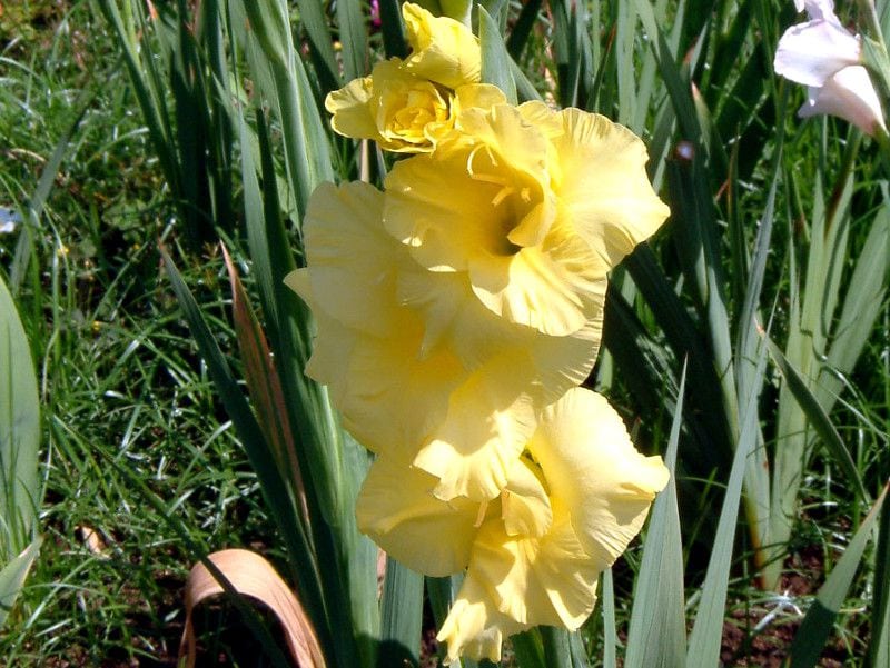 グラジオラス(Gladiolus)