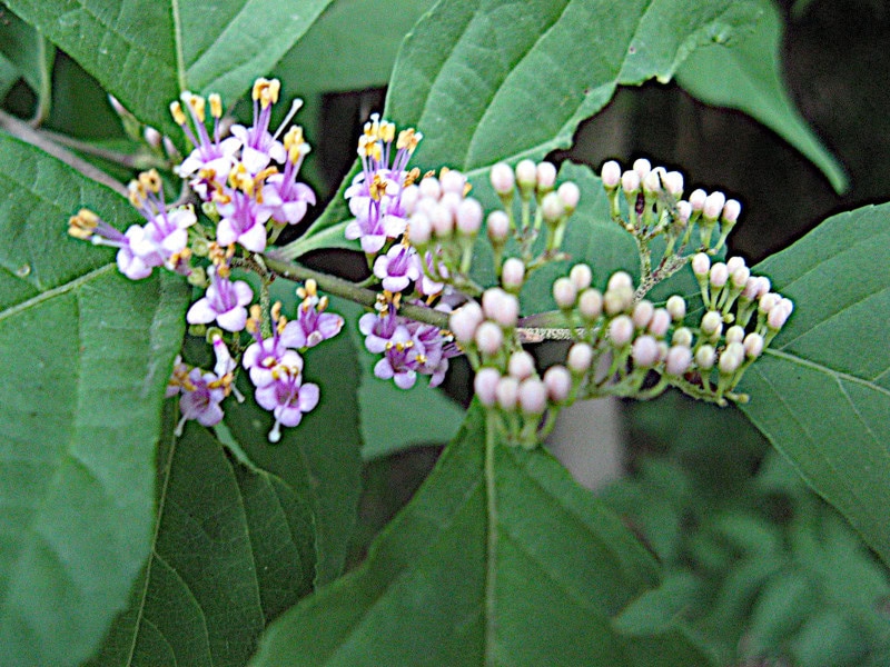 ムラサキシキブ