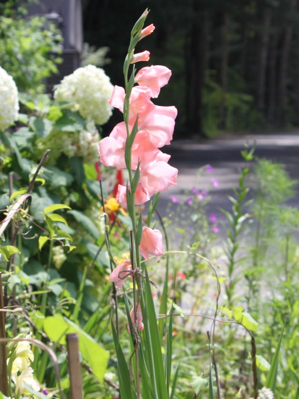 グラジオラス(Gladiolus)