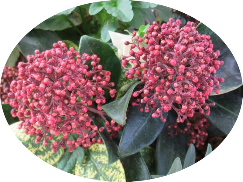 スキミア・ルベラ（Skimmia rubella）