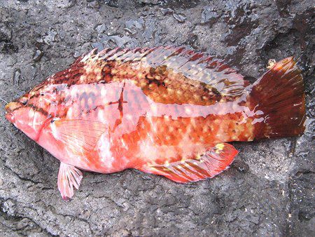 アカササノハベラ(赤笹の葉倍良)