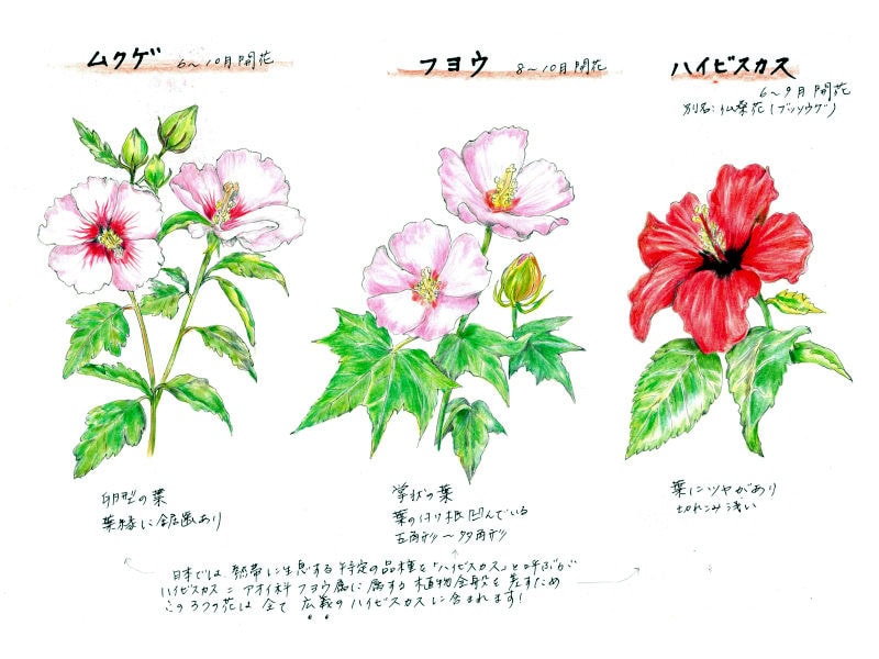 フヨウ、ムクゲ、ハイビスカス