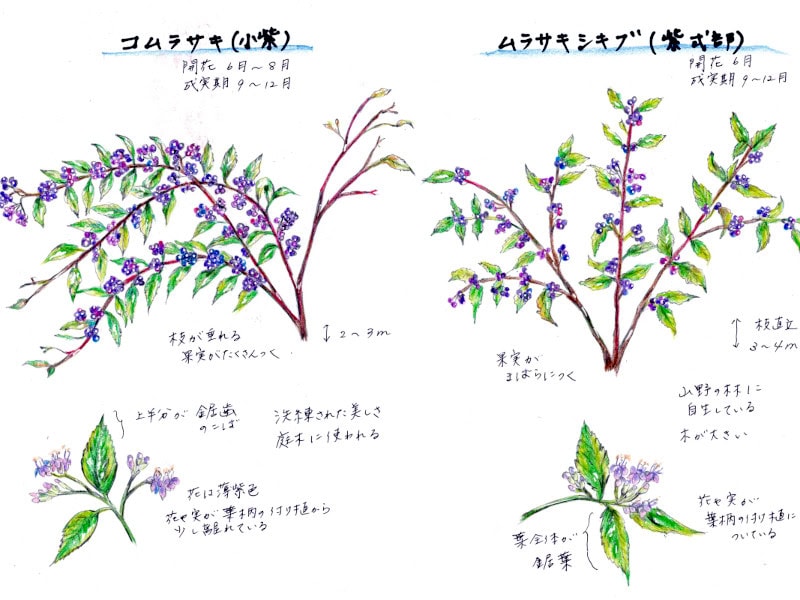 ムラサキシキブとコムラサキの比較