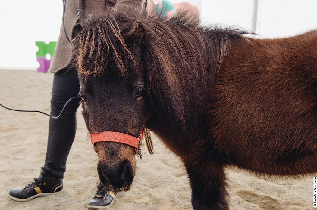 centre pédagogie équine cheval relation améliorer partager méthode formation