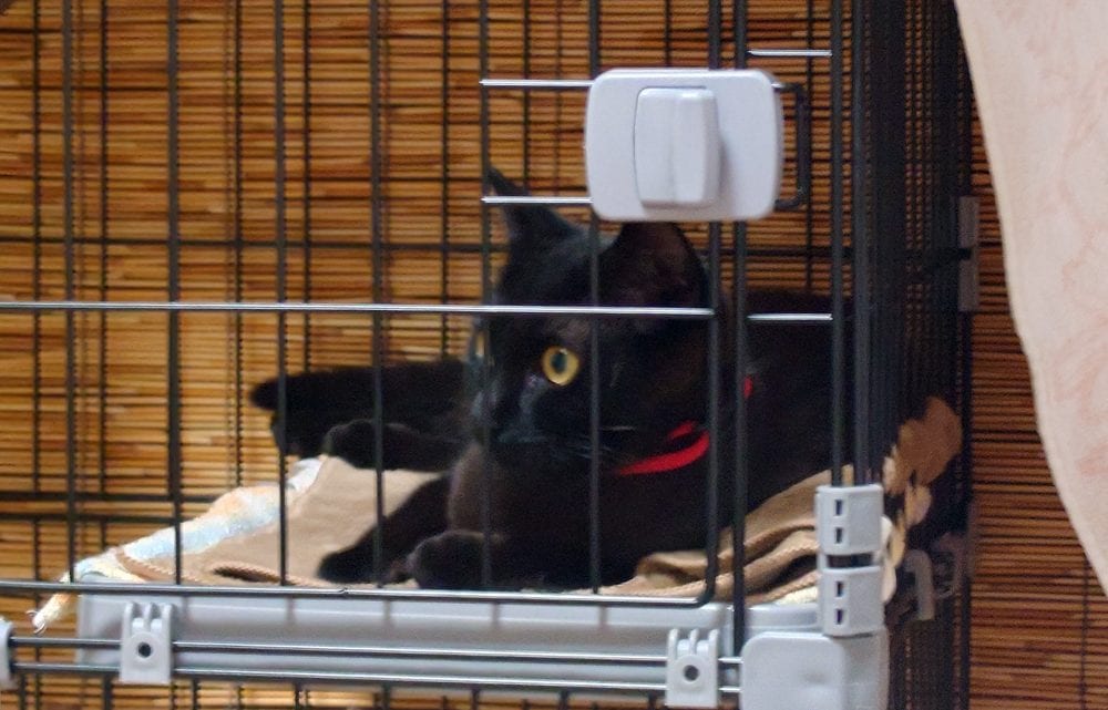 そして、令和のシンちゃん。