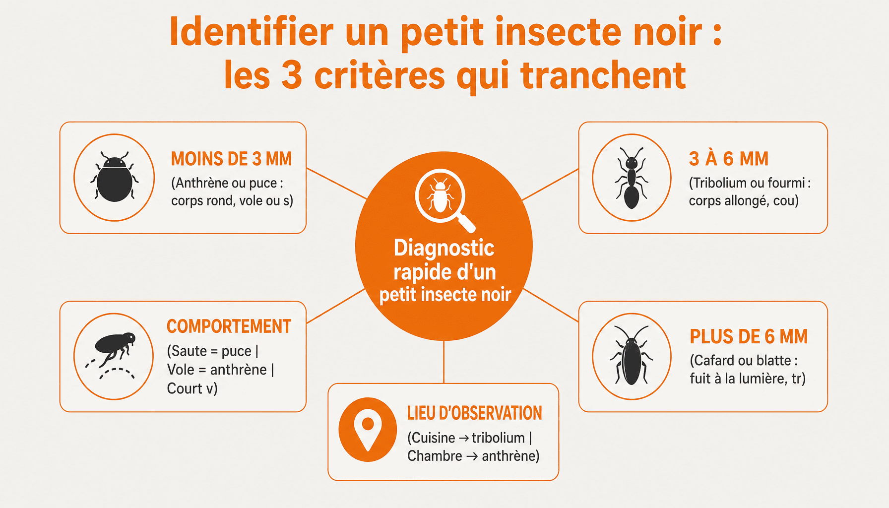 Guide d'identification des petit insectes noir maison par taille, comportement et localisation