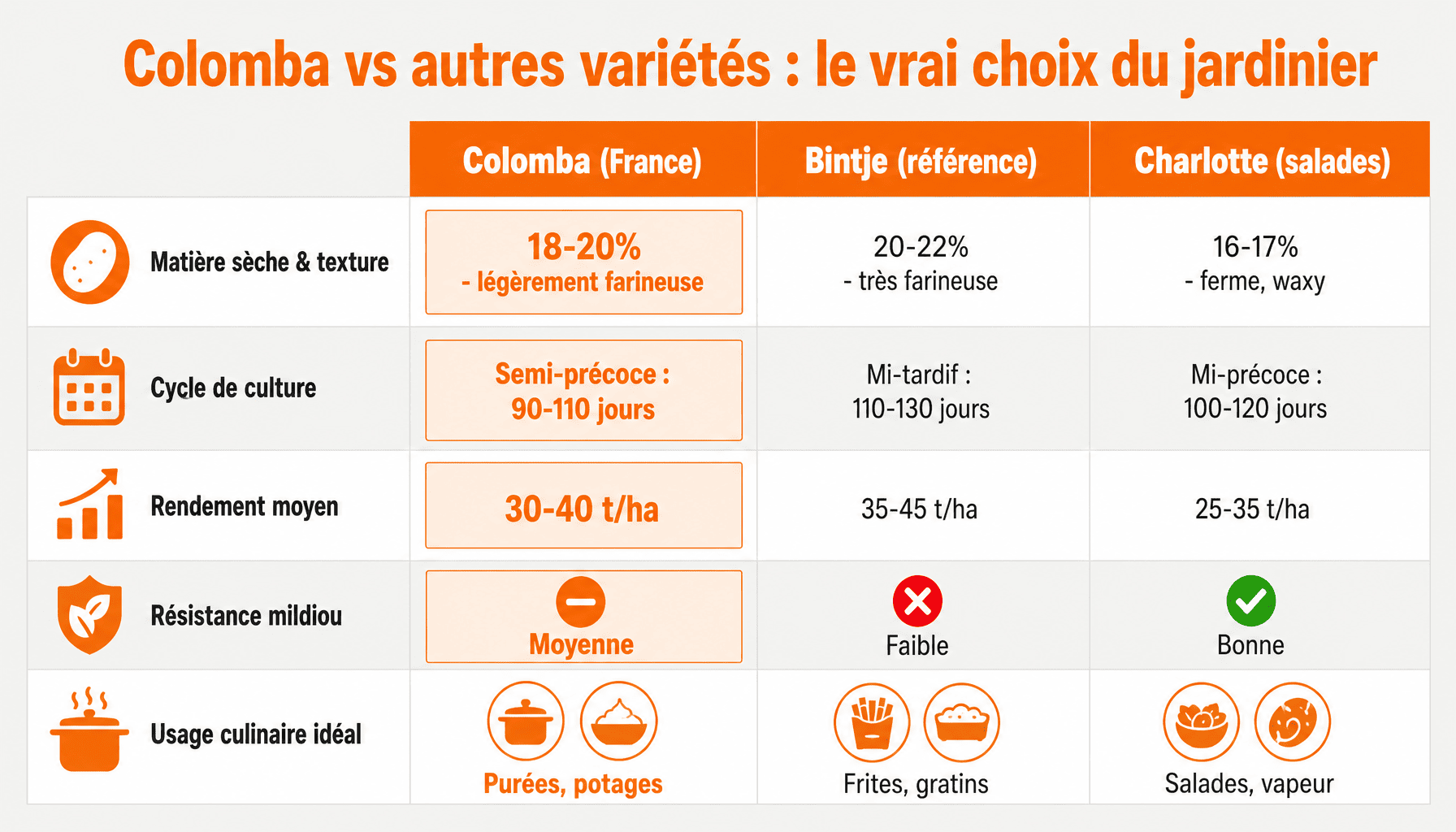 Tableau comparatif pomme de terre Colomba : caractéristiques, rendement, résistance maladie et usage culinaire