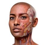 Complete Anatomy 11.5.0