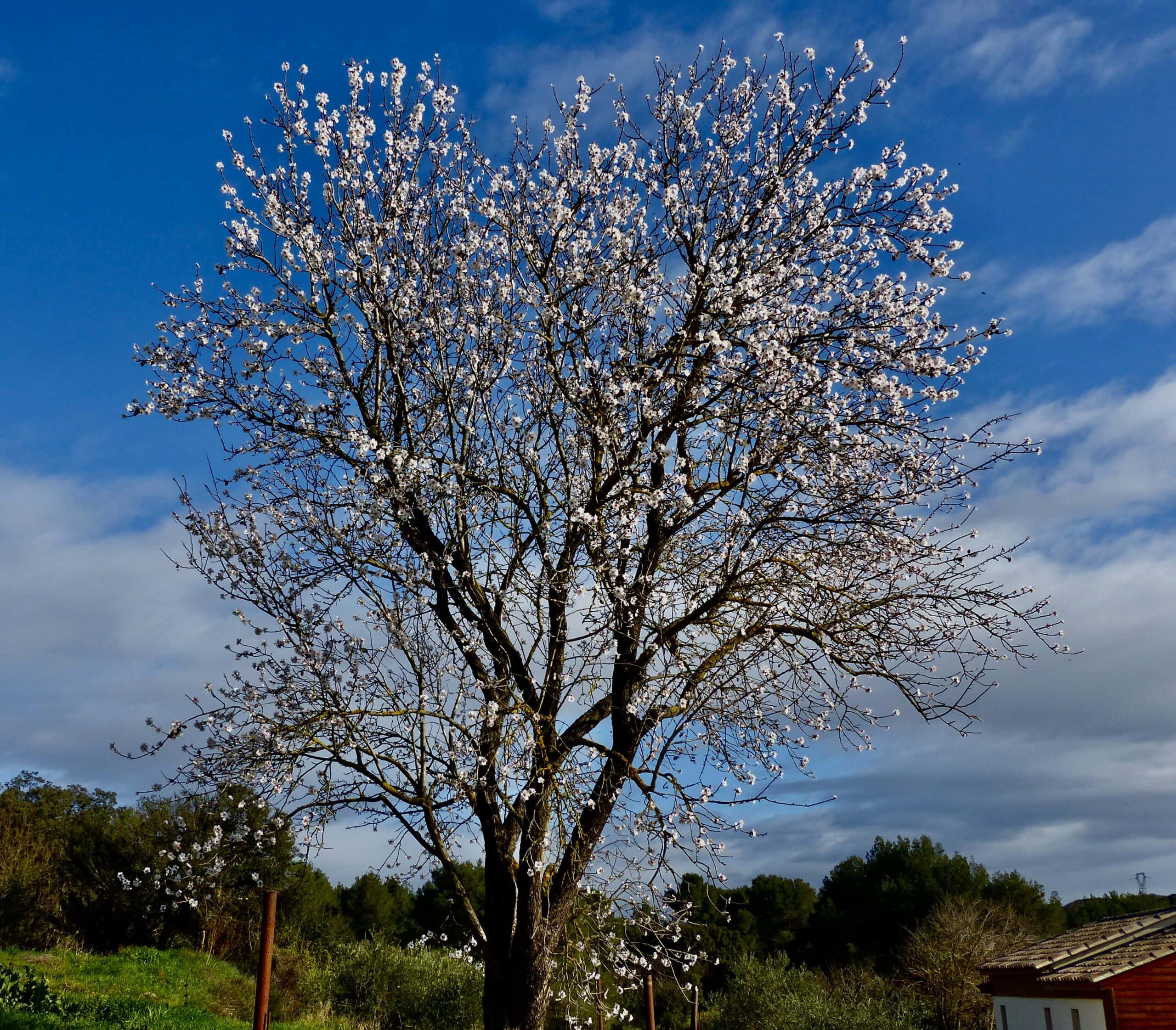Amandier en fleurs scaled
