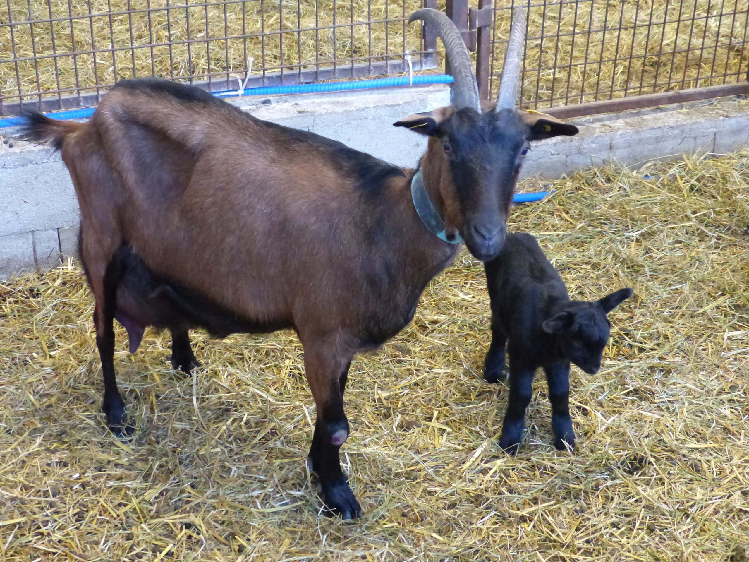 Biquette et bebe scaled