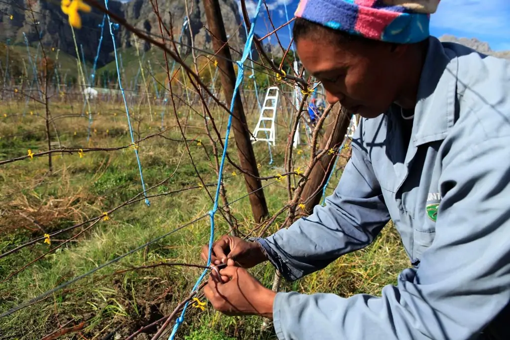 Mount Joy Farming Tethering