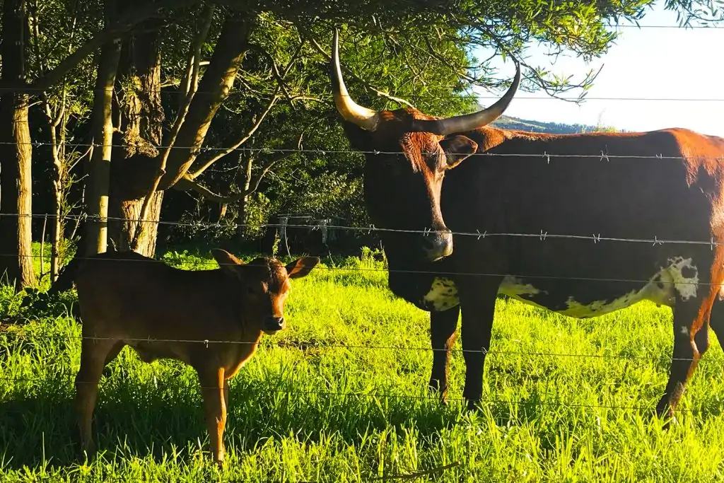 Cattle
