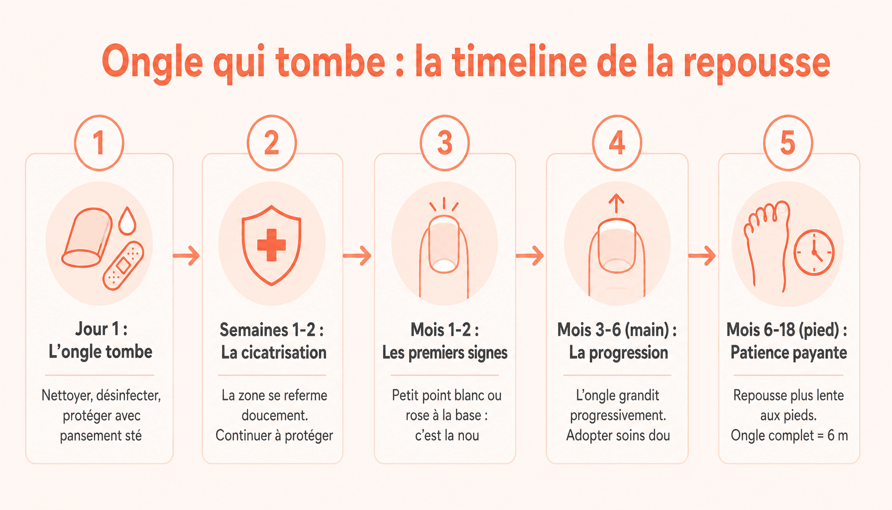 Infographie : délais de repousse d'un ongle qui tombe - main 3-6 mois, pied 6-18 mois