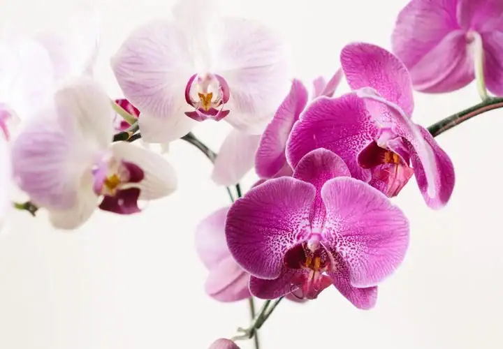 caring-for-orchids-hero-720x500