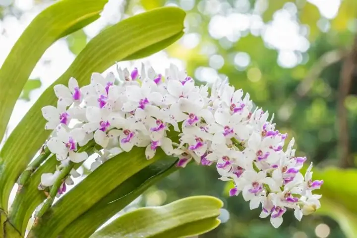 white-and-purple-orchid-rhynchostylis-gigantea-picture-id1154396514_1024x1024-720x480