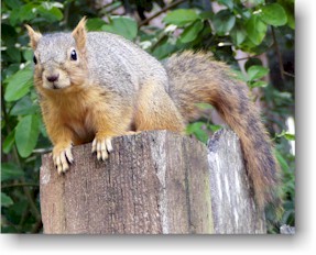 Fox Squirrel