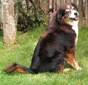 Pie the overseas moving dog