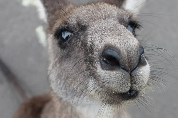 Moving From UK to Australia