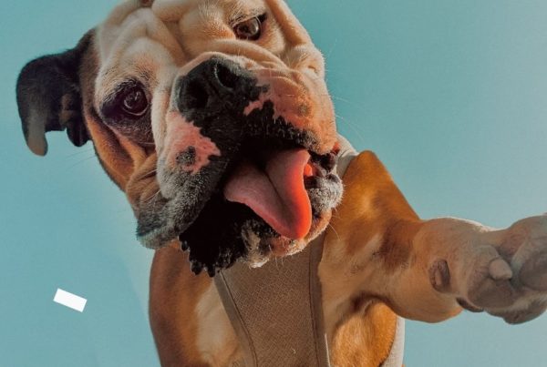 Moving Your Pet