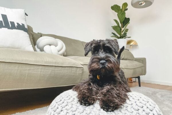 Bringing pets to New Zealand