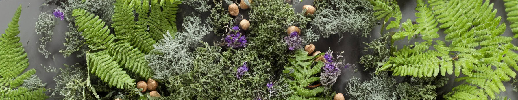 Aromatic Fougère fragrance family