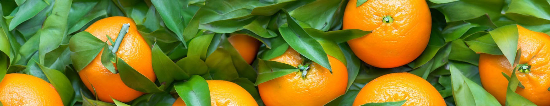 Orange – top note in Dior Paradise