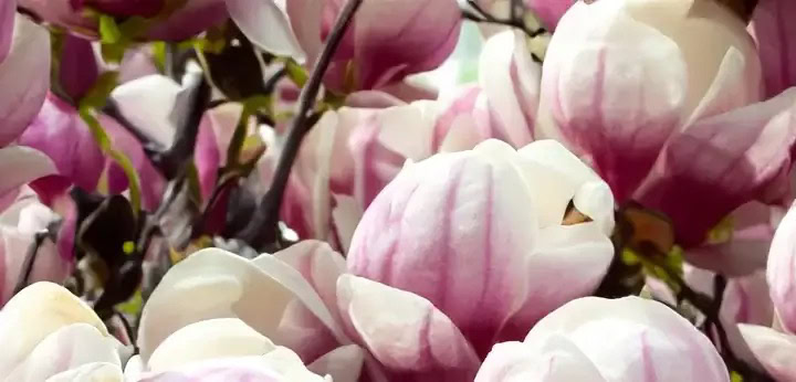 Magnolia – heart note in Guerlain Jardin de l'Élysée