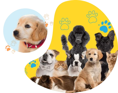 Affordable, Aussie owned, pet obsessed <span class="text-blue">Insurance</span> for <span class="text-blue">Dogs, Cats, Puppies</span> and <span class="text-blue">Kittens</span>