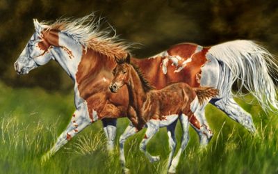 American Paint 31x48 WR