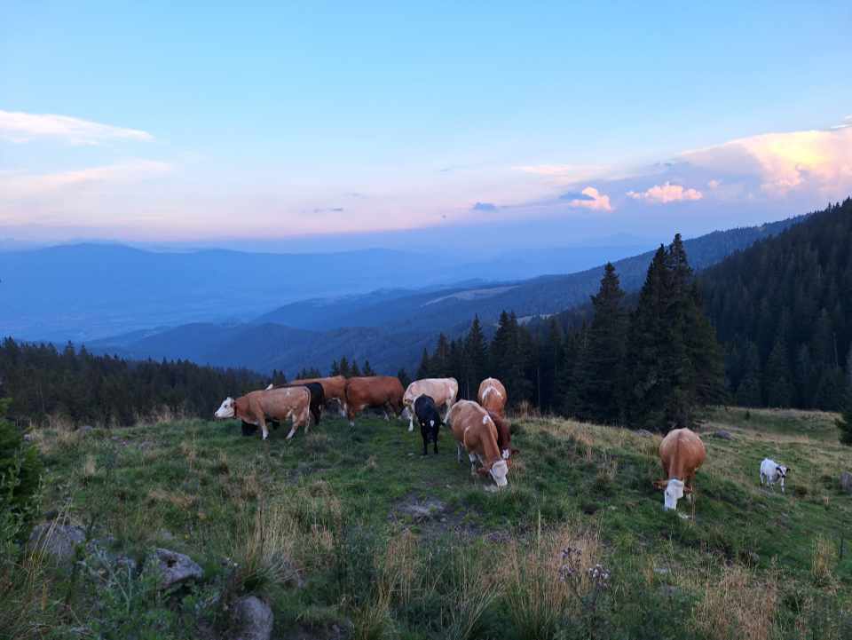 kuehe-der-polzhuette