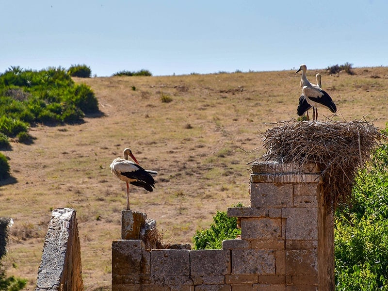 chellah-cigognes-2019