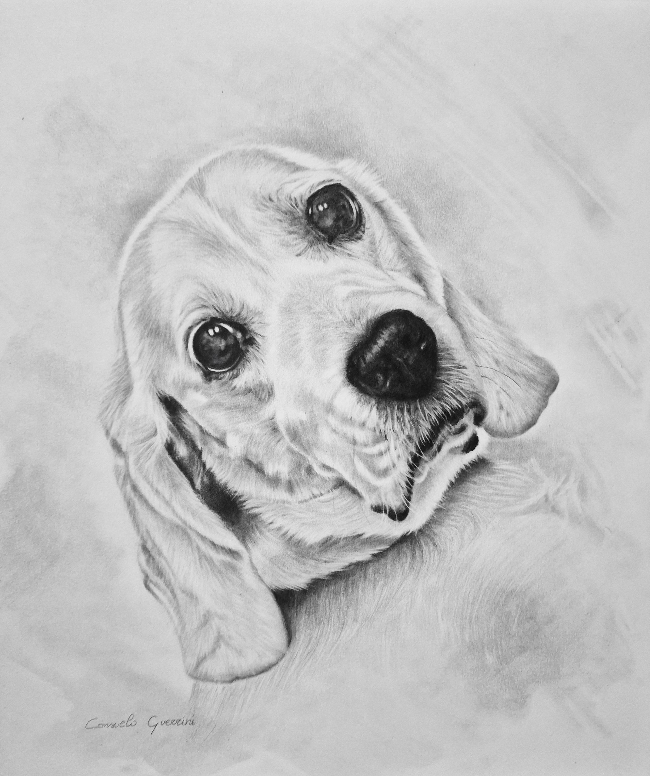 disegno cane bianco e nero