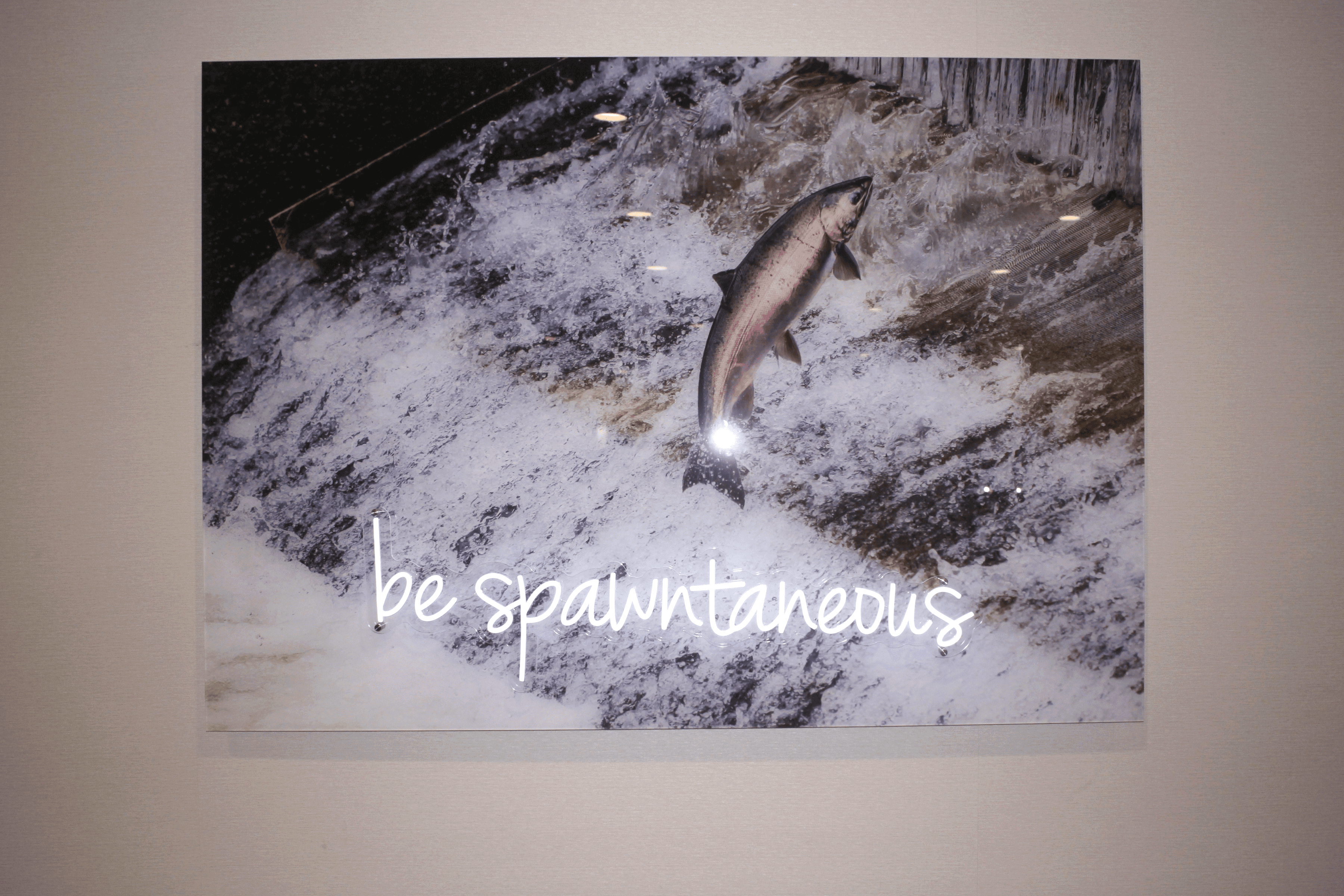 Photograph of a salmon leaping through whitewater with a white neon sign reading be spawntaneous, displayed on a wall at the Homewood Suites by Hilton Seattle-Issaquah.