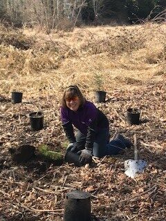 Kari Magill, CEO of Rowley Properties, kneeling in mulch beside potted native plants as she plants along Tibbetts Creek in Issaquah