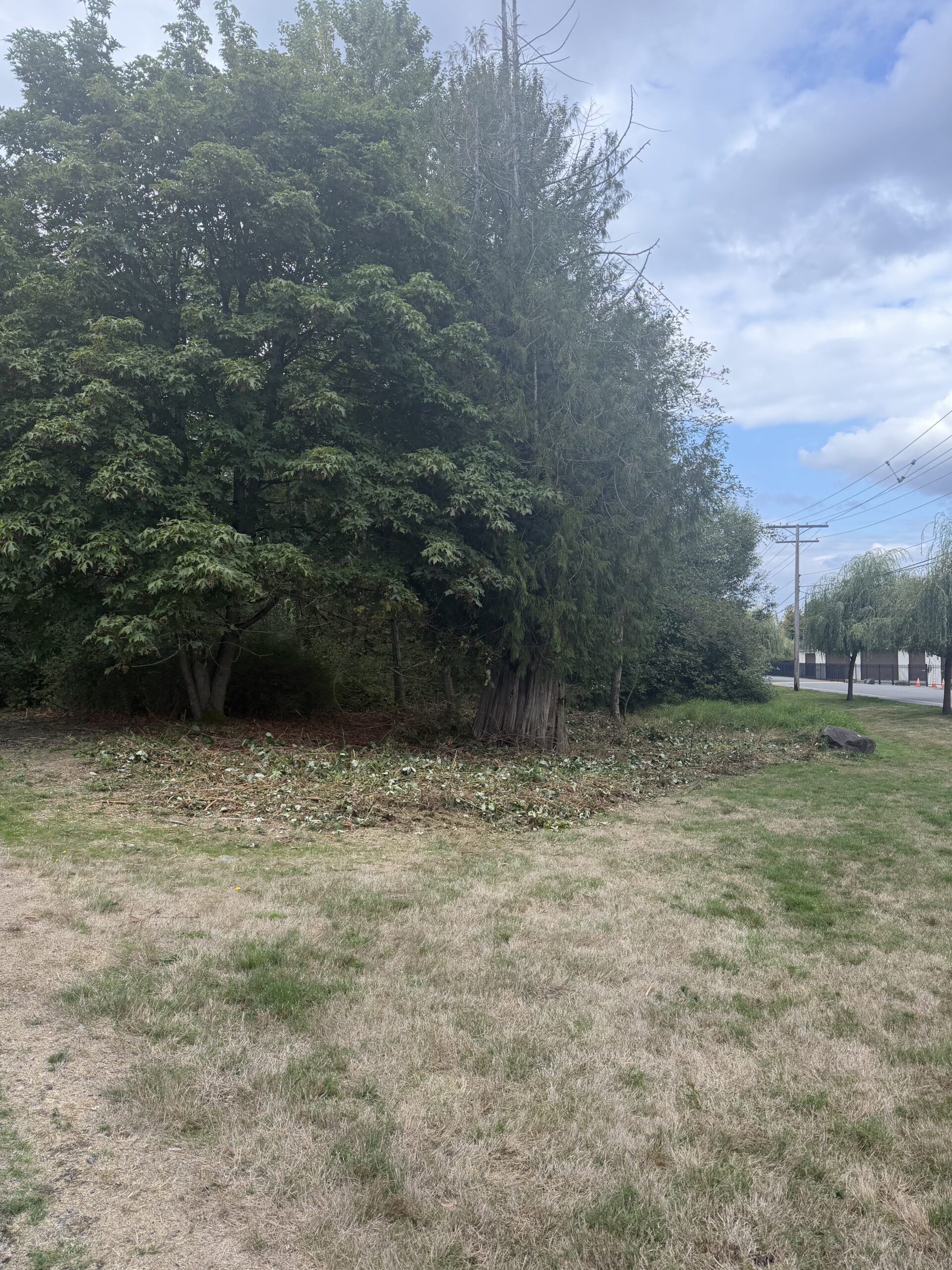 After: the same spot along Tibbetts Creek cleared of blackberry, opening up the ground beneath a maple and a cedar