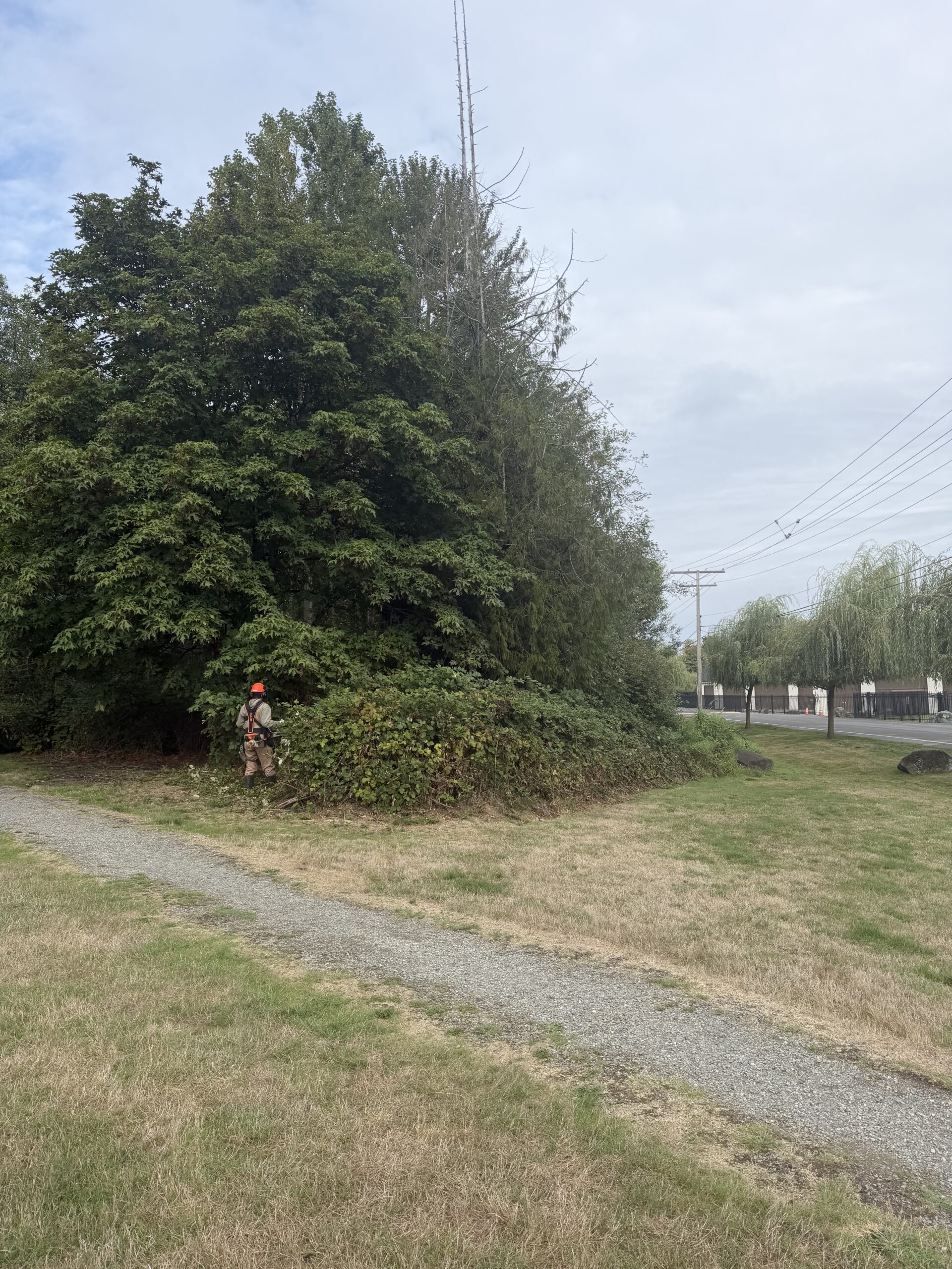 Before: a crew member in a hard hat starts cutting a large mound of blackberry along a gravel path beneath tall trees at Tibbetts Creek