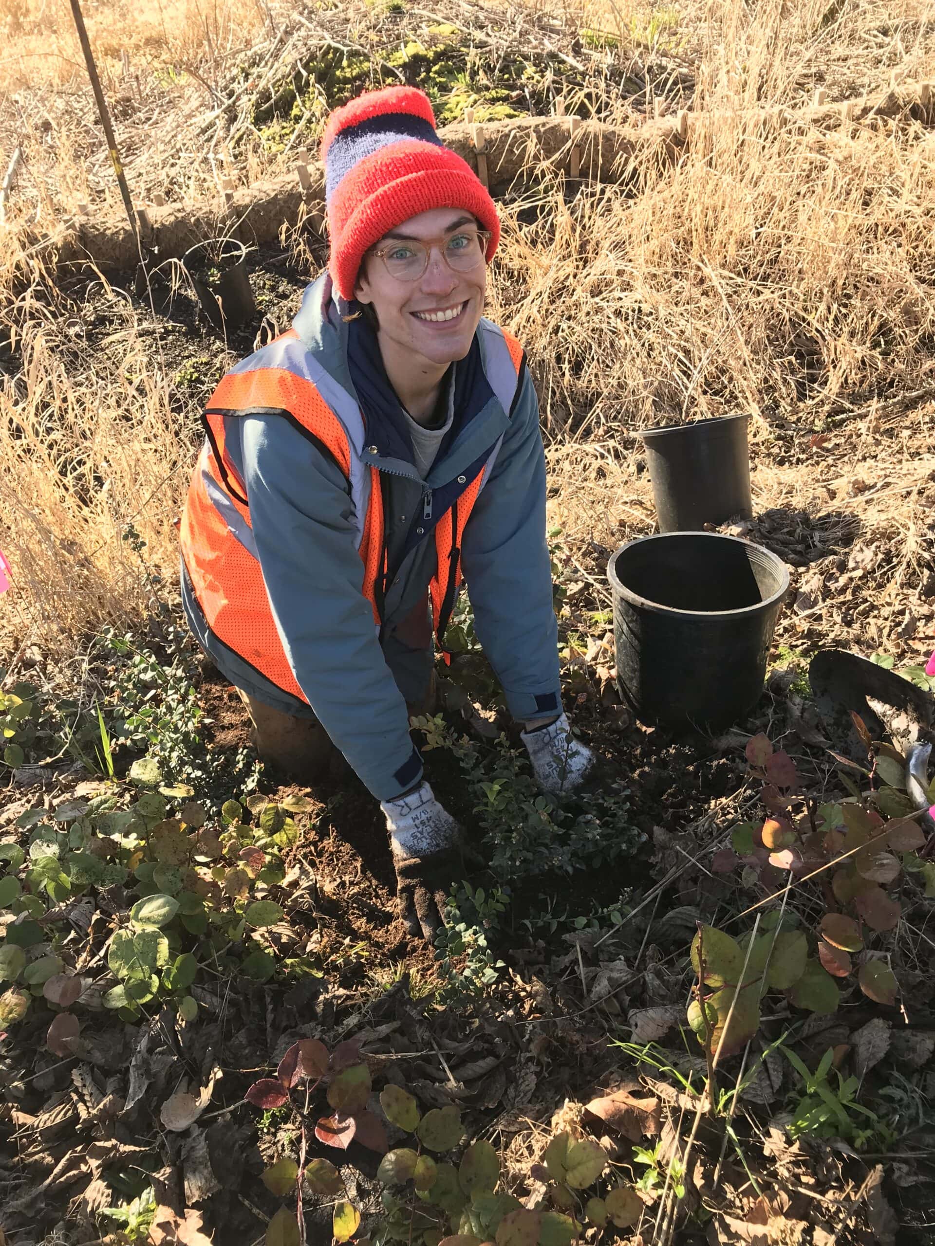 A smiling volunteer in an orange safety vest and knit hat tucking a small native shrub into the soil along Tibbetts Creek