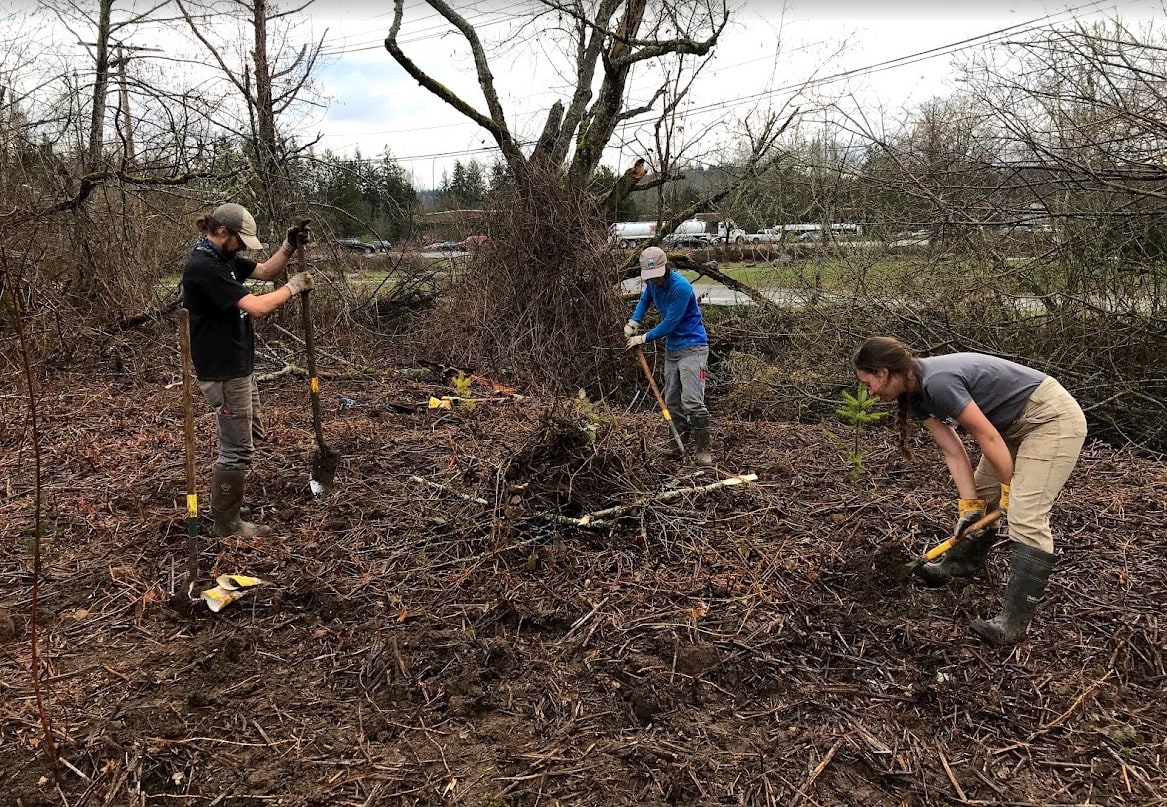 Three crew members with shovels and mattocks digging planting holes in cleared ground along Tibbetts Creek