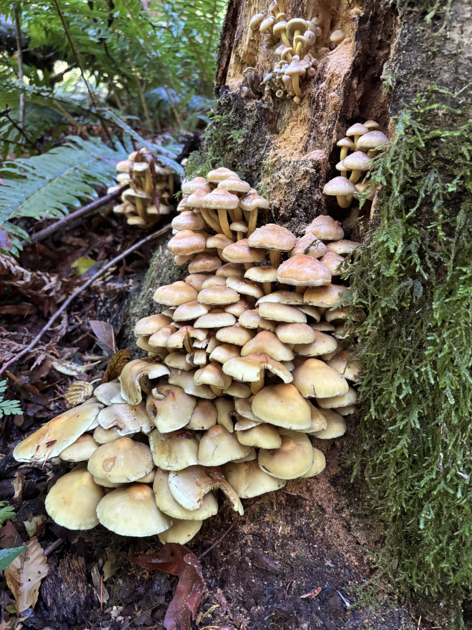 Large cluster of tan mushrooms growing from a moss-covered stump on a forest trail near Issaquah