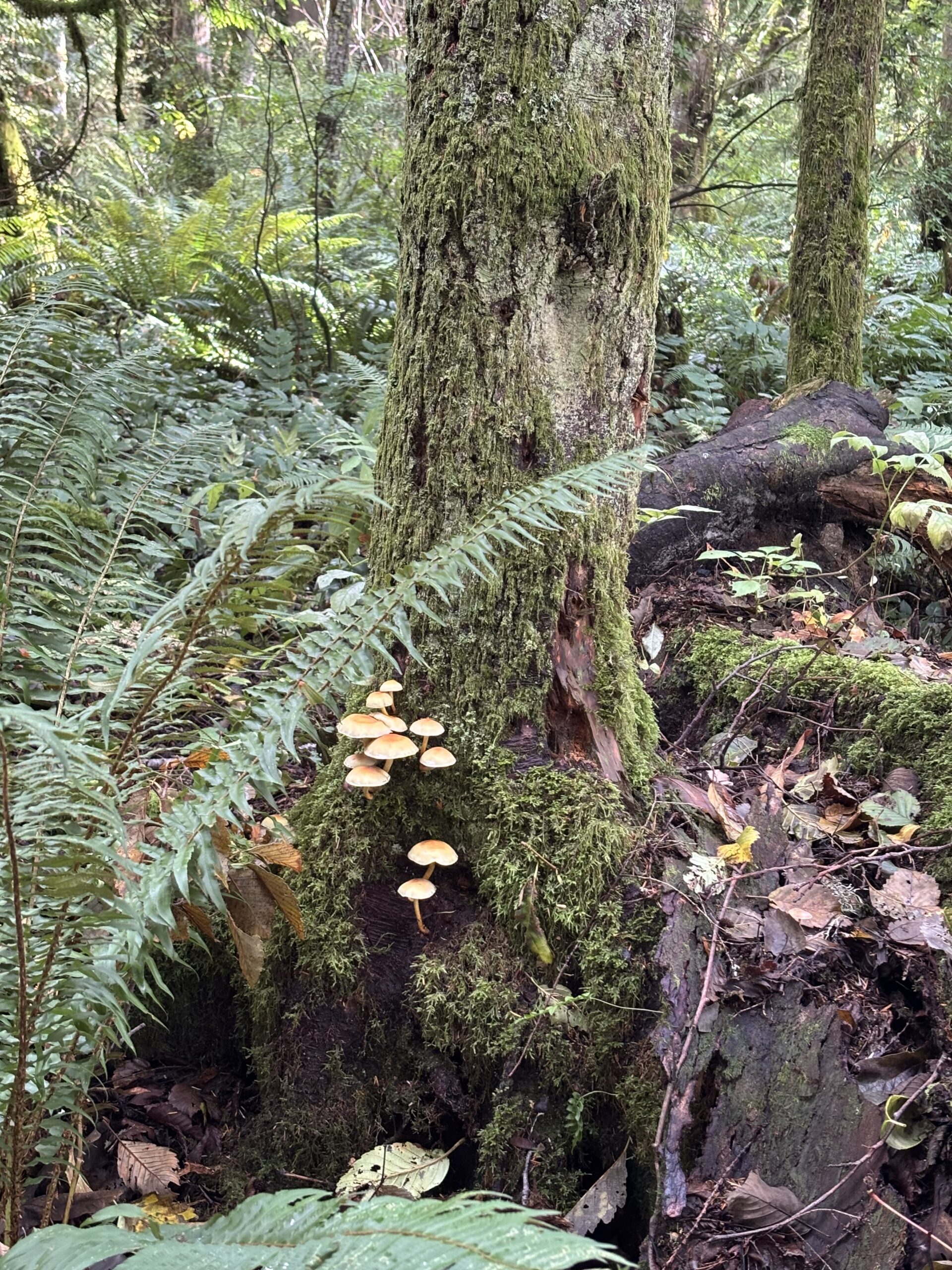 Small cluster of tan mushrooms growing on a moss-covered tree trunk surrounded by sword ferns in an Issaquah forest in fall