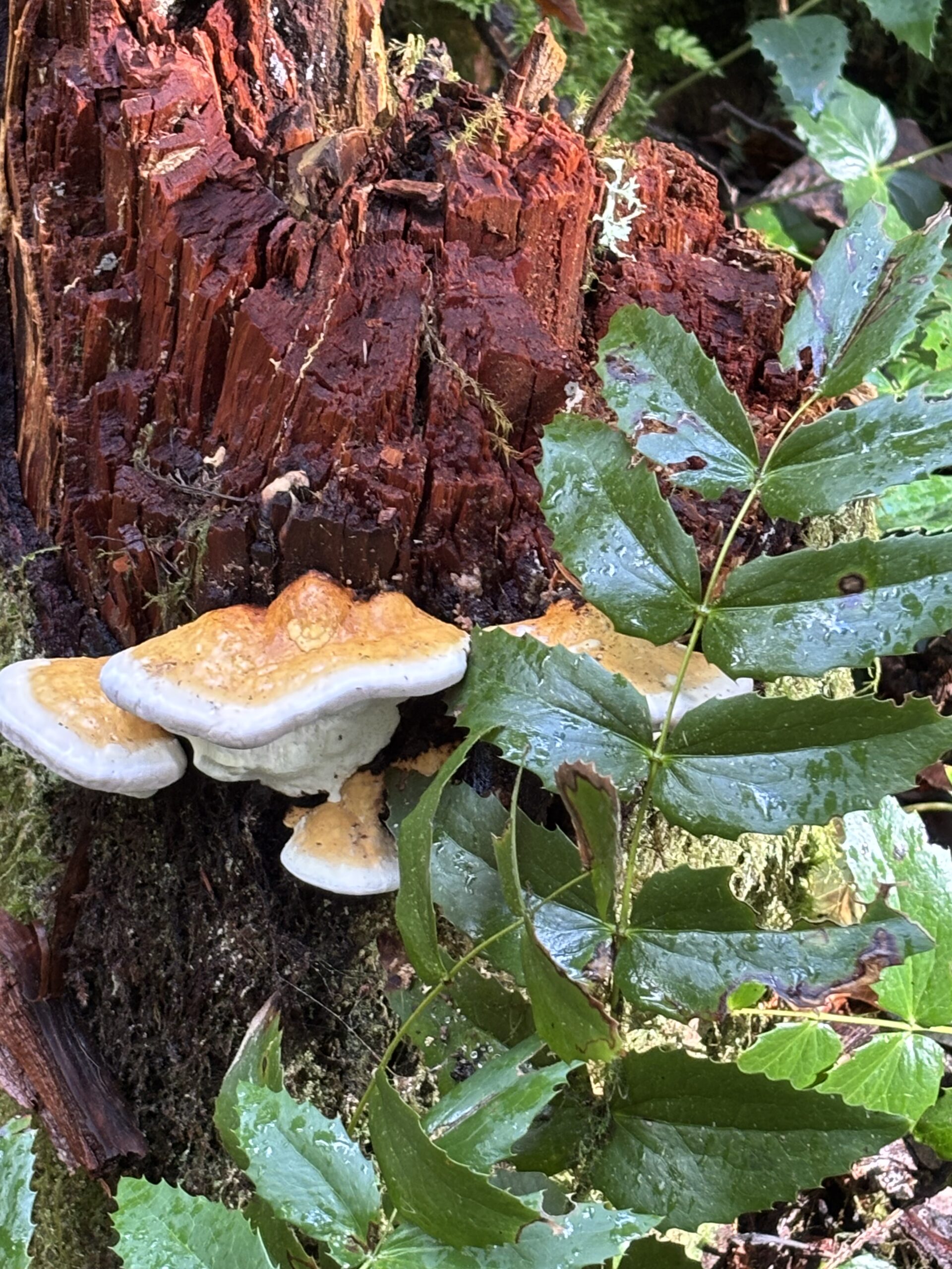 Orange and white shelf fungus growing on a decaying red stump beside glossy green leaves near Issaquah