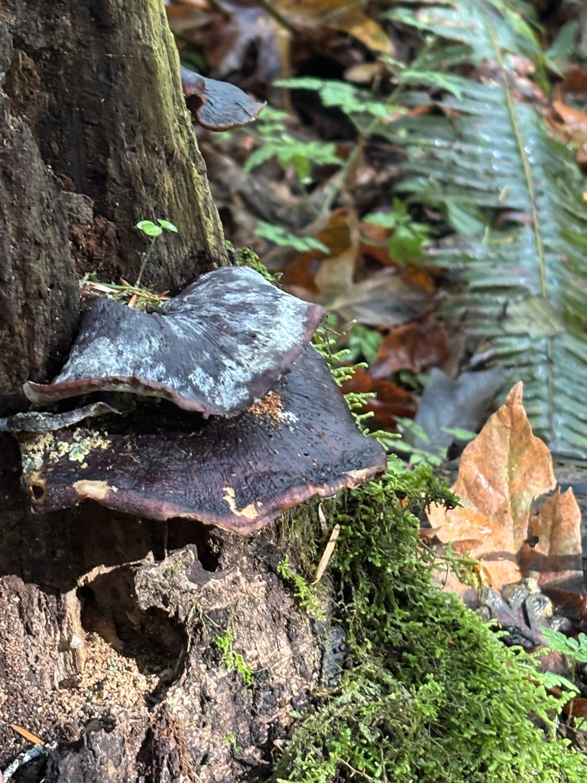 Dark shelf fungus on a mossy stump beside a fallen orange maple leaf and green ferns in an Issaquah forest