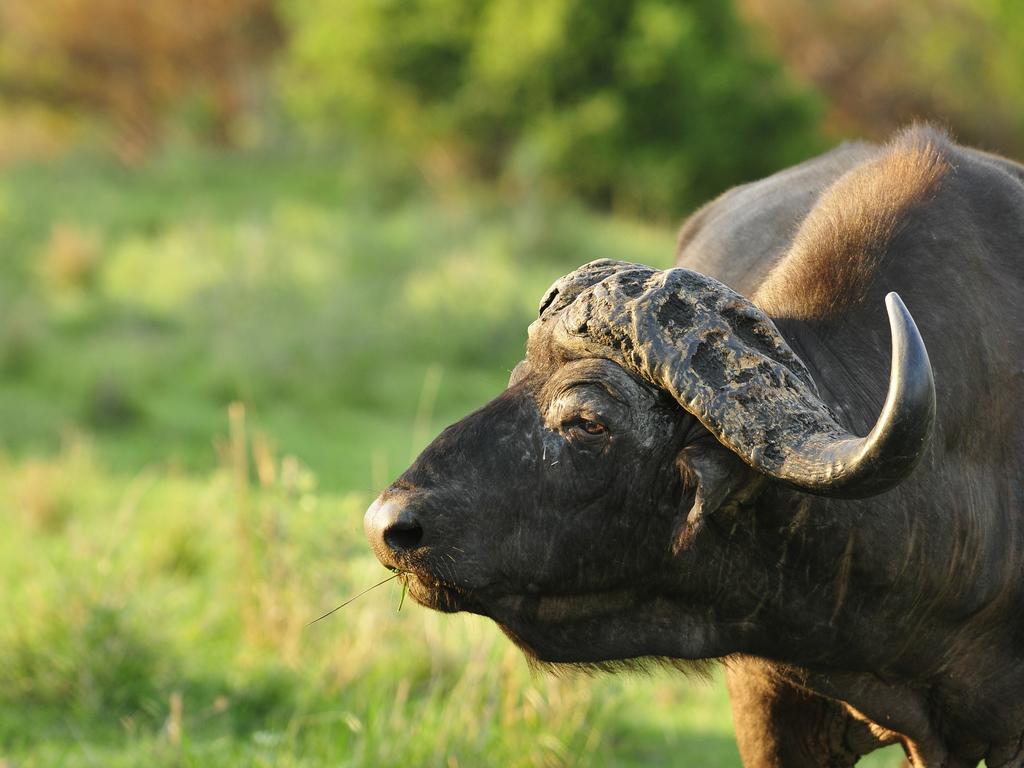 Inyati Game Lodge Images buffalo
