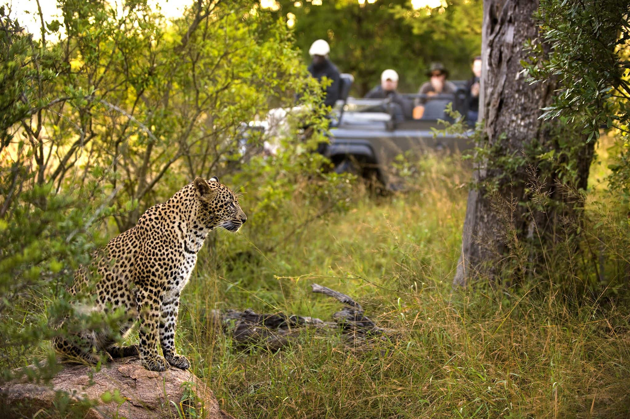 Narina Lodge Lion Sands Images 18